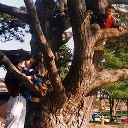 Faust Park in St. Louis, Climbing up in a pine tree