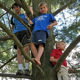 Boys up in a tree