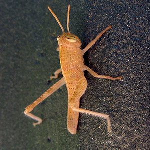 A funny looking grasshopper