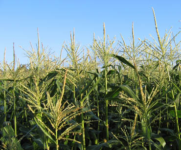 Cornstalks growing in the morning light