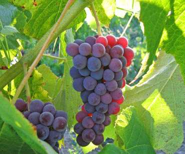 Table grapes growing on a vine, backlit in the early morning sunlight