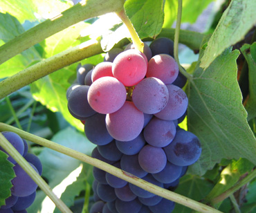 A close up view of the grapes