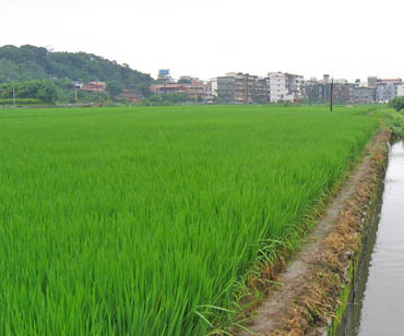 Rice and an irrigation or drainage ditch