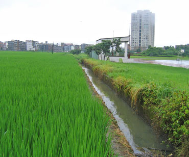 rice field and recreation area
