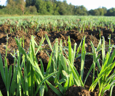 dew glistens on Wheat