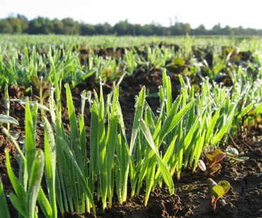 Sunlight glimmers in the dew on the wheat shoots