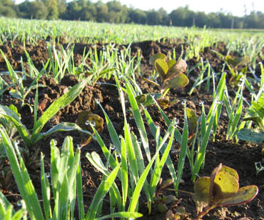 Grand Island Corn Field