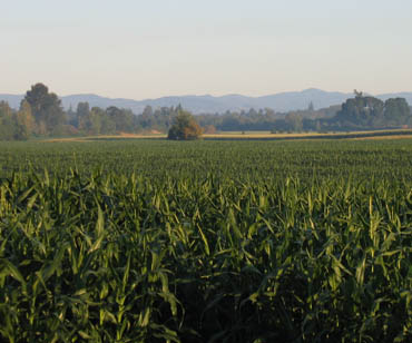 Grand Island Corn Field