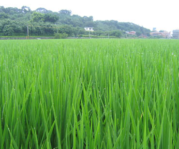 Young rice plants are full of life and vigor