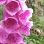 Bee and Foxglove Flowers