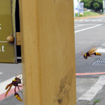 Wasp in Tainan