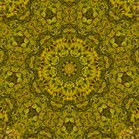 9-pointed star design based on leaves in a beach tree