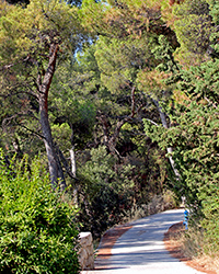 Paths