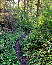 Paths