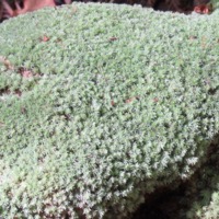 Lichen on branch in Oregon