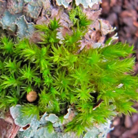 Lichen on branch in Oregon