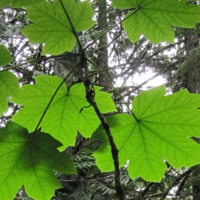 Lichen on branch in Oregon