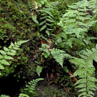 Lichen on branch in Oregon