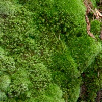Lichen on branch in Oregon
