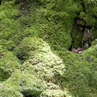 Moss in the Shawnee National Forest