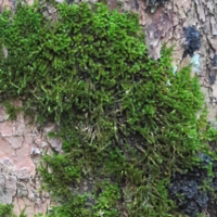 Lichen on branch in Oregon