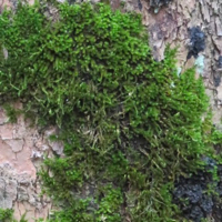 Lichen on branch in Oregon