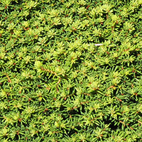 Lichen on branch in Oregon