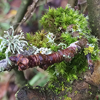 Lichen on branch in Oregon