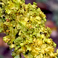 Lichen on branch in Oregon