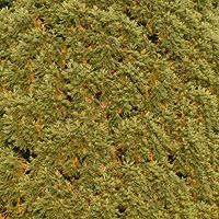 Lichen on branch in Oregon