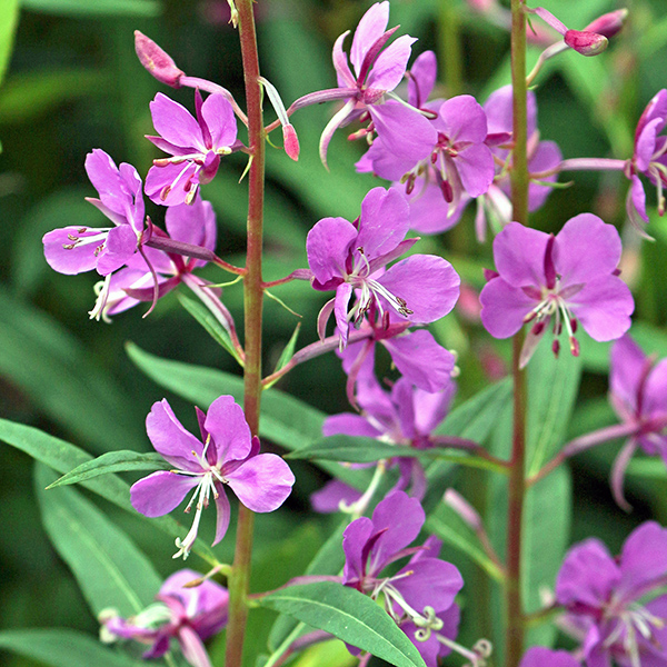 Fireweed at the Vail Pass rest area along I-70