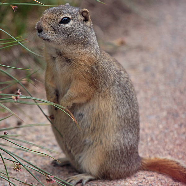 Vail Pass Ground Squirrel