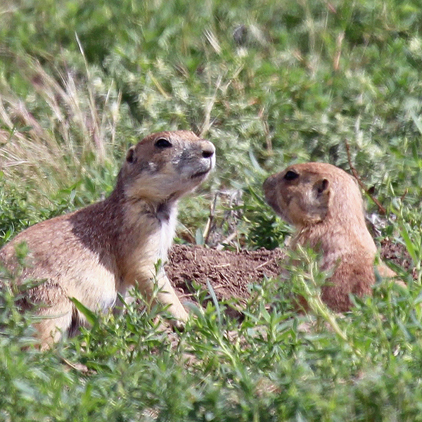 Prairie Dogs in Kansas