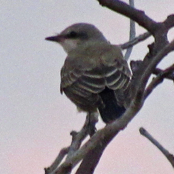 Western Kingbird (Tyrannus verticalis) in St. Francis, Kansas