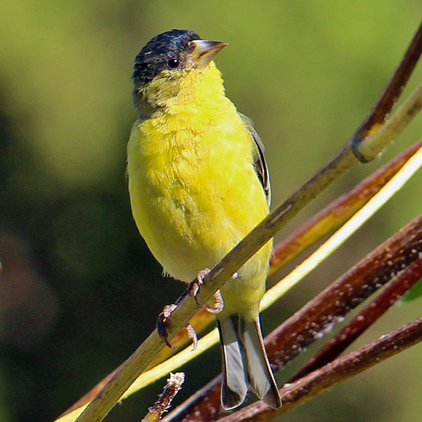 Lesser Goldfinch (Spinus psaltria)