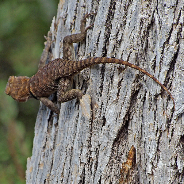 Lizard at campsite