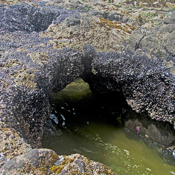 A small arch or tunnel in the rocks near our Yachats house.