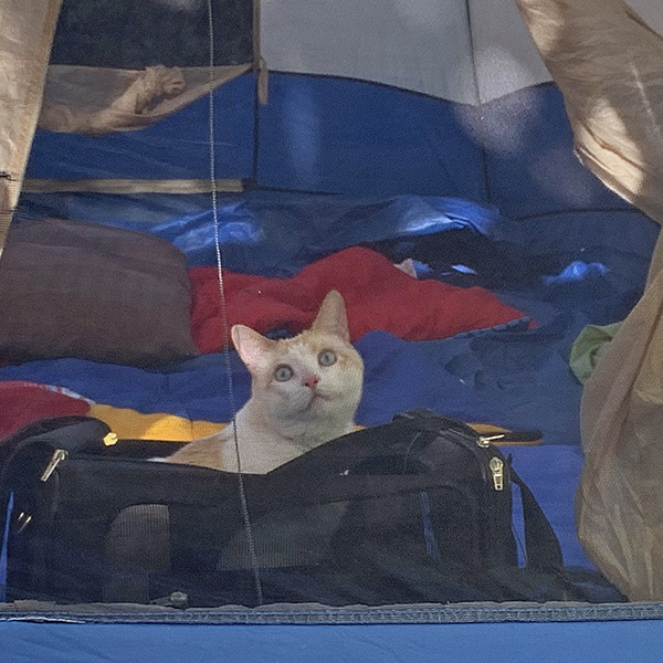 The cat in our tent