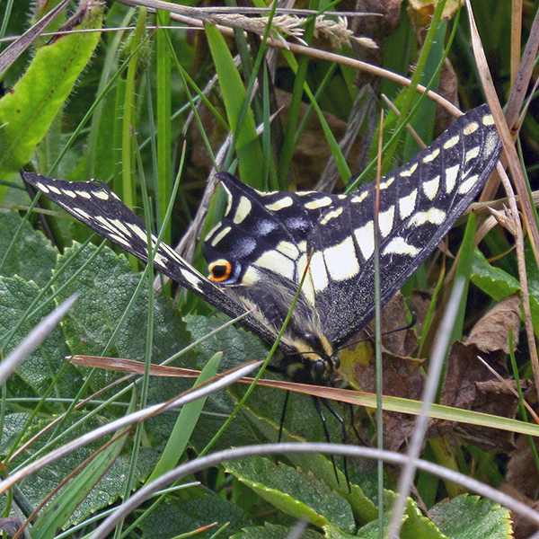 A swallowtail butterfly was flying along the coast.