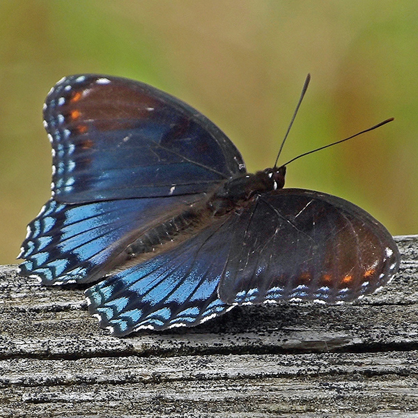 Red-Spotted Purple