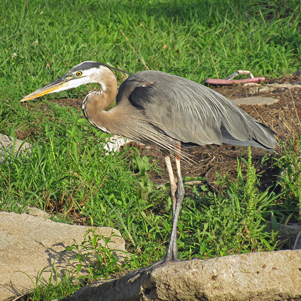 Blue Heron at Rocky Pond