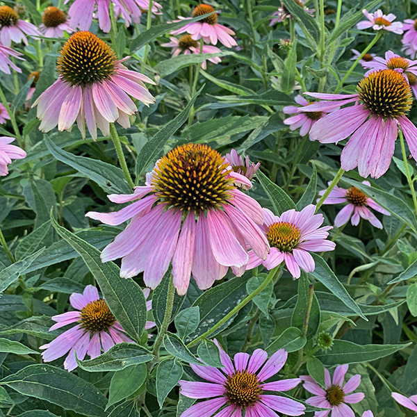 Wagner Park in Smith Center