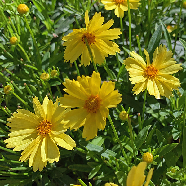 Flowers in Wagner Park