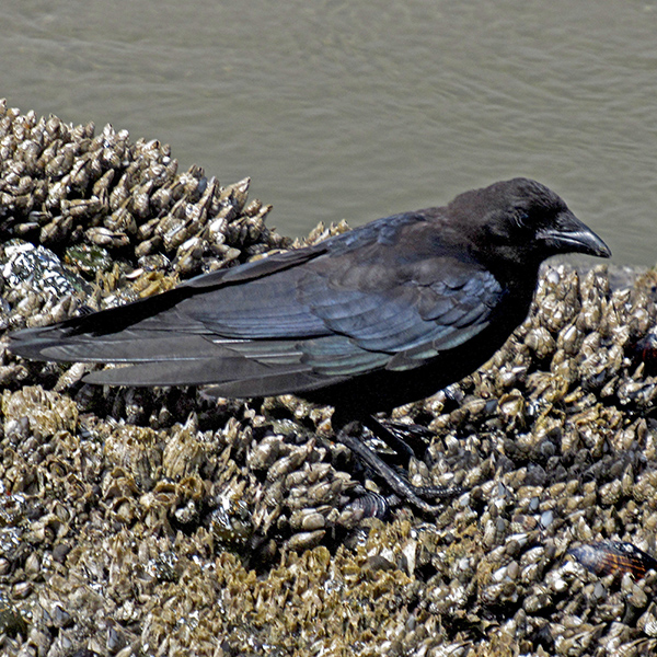 A crow in Yachats.