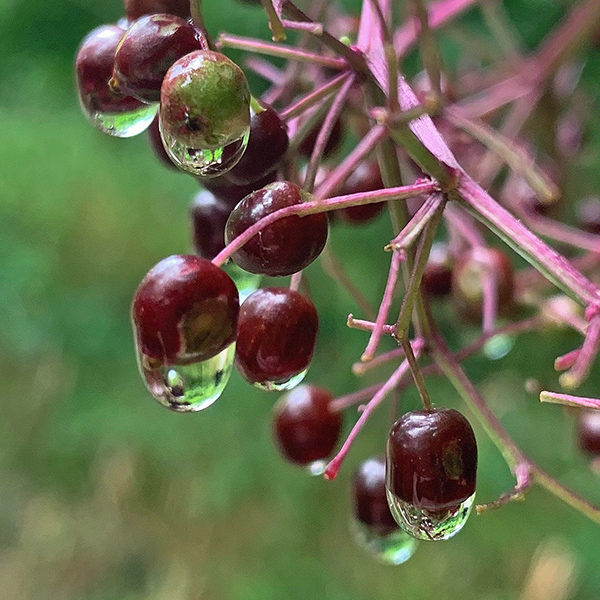 Rain on berries