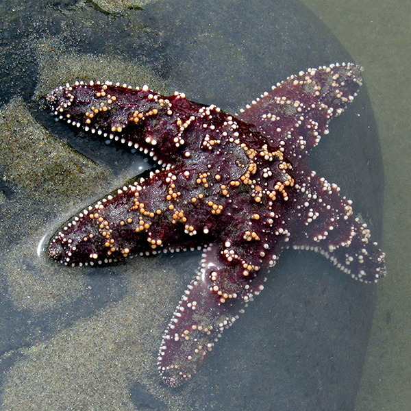 Ochre Starfish at the Yachats coast.