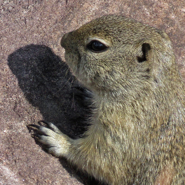 Ground Squirrel at Vail Pass