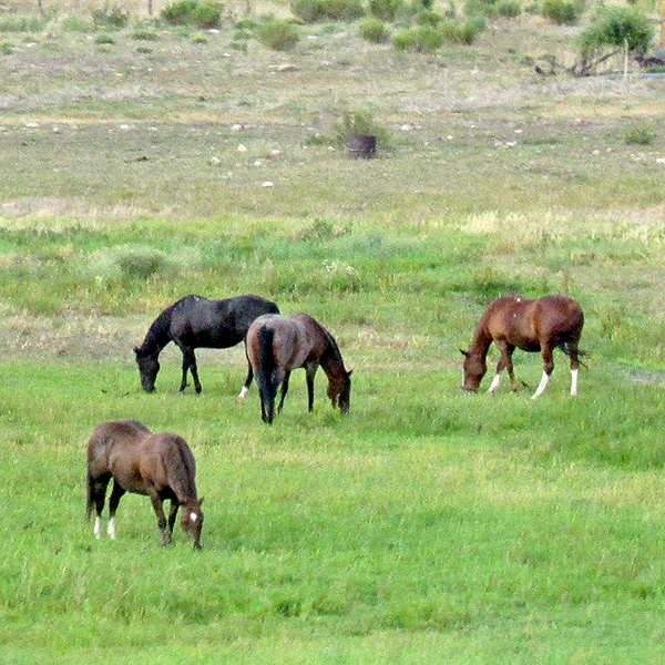 Horses along I-70 between Wolcott and Eagle, Colorado
