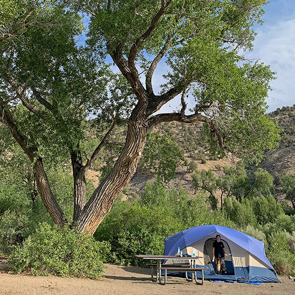 The tree at campsite 1, Lyons Gulch