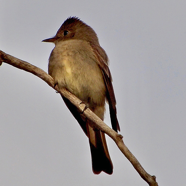 Olive-sided Flycatcher (Contopus cooperi)